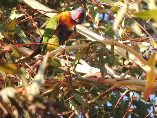 Parrott in Gumtree - hard to see